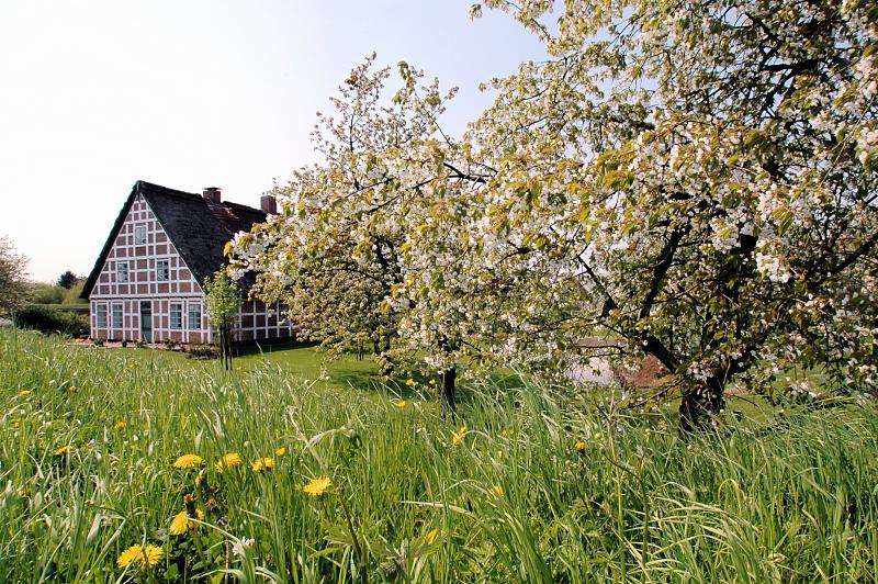2940_8454 Wiese mit Löwenzahn und blühendem Obstbaum - Bauernhaus mit Fachwerk und Strohdach. | Fruehlingsfotos aus der Hansestadt Hamburg; Vol. 2